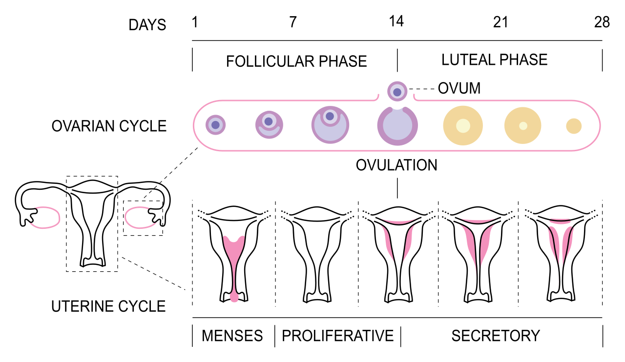 Image result for four phases of menstrual cycle